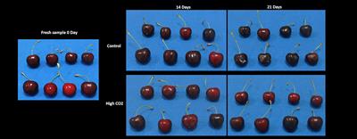 Electronic-Nose as Non-destructive Tool to Discriminate “Ferrovia” Sweet Cherries Cold Stored in Air or Packed in High CO2 Modified Atmospheres